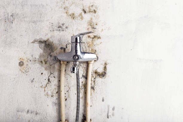 Best Residential Mold Removal  in Gardnerville Ranchos, NV