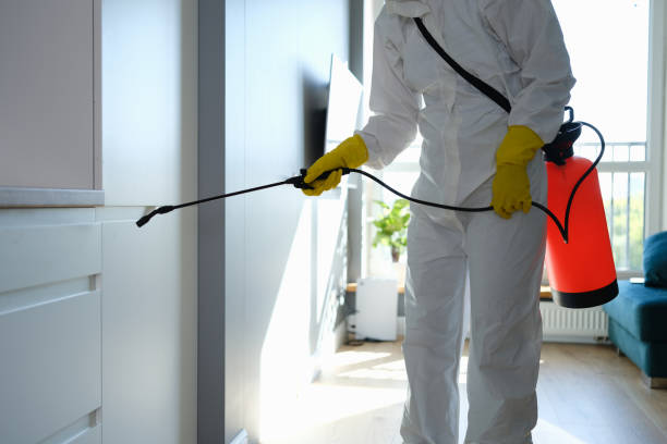 Home Mold Removal in Gardnerville Ranchos, NV