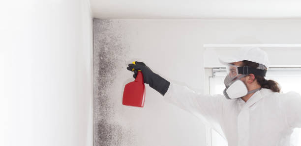 Reliable Gardnerville Ranchos, NV Mold Removal Solutions