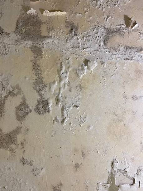 Best Fast Mold Removal  in Gardnerville Ranchos, NV