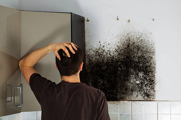Best Local Mold Removal Service  in Gardnerville Ranchos, NV